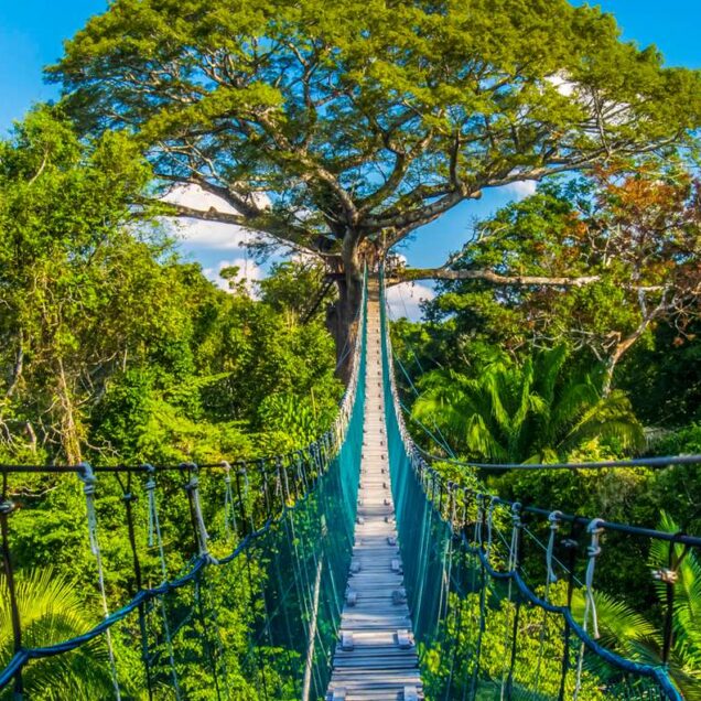 Puerto Maldonado – Jungle